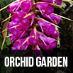 orchid garden